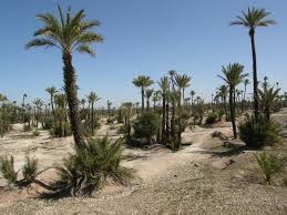 The Palmeraie